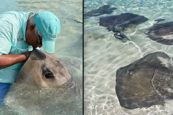 squid and stingrays ecological relationship